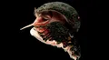 El animal hermafrodita con una armadura de hierro que nunca come y es capaz de sobrevivir a volcanes activos