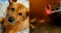 Perrita muere desgarrada protegiendo a su dueña de tres dogos argentinos en Chiclayo: "No merecía sufrir"