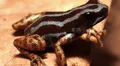 Biólogos descubren una nueva especie de rana venenosa con patas doradas oculta en la Amazonía