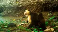 Científicos observan en América Latina que unos monos han comenzado a secuestrar a las crías de otras especies para llevarlas como adornos