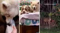 Perritos se entristecen al ver que su 'hermano de cuatro patas' falleció: uno de ellos intentó desenterrarlo
