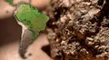 Gigante minera australiana confirma desarrollo de megaproyecto de cobre en América Latina con inversión de US$1.200 millones