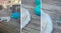 Pajarito es captado robándole pelos a un Husky para hacer su nido: "Se prepara para el frío"
