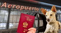 ¿Viajas con tu mascota? Descubre los requisitos para volar con tu perro o gato desde el nuevo Jorge Chávez, según Senasa