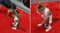 Gatito quedó ‘petrificado’ al acercarse un perro y video desata divertidas reacciones: "No me podía mover"