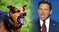 Firmado por Ron DeSantis: nueva ley en Florida endurece sanciones a dueños de perros violentos