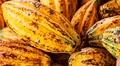Países de América Latina fueron excluidos del bloqueo de exportaciones de cacao y seguirá sin trabas en Europa