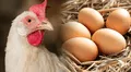 Los científicos por fin tienen la respuesta a la eterna pregunta: “¿Qué fue primero, el huevo o la gallina?"