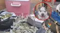 Ocultaban kilos de droga y armas de fuego en la casa de su pitbull: PNP desarticula clan familiar en Santa Anita