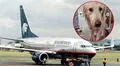 Denuncian a Aeroméxico por presunto maltrato animal a perrita Maple en vuelo a CDMX: aerolínea responde