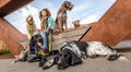 Día mundial del perro sin raza: Tenencia responsable y salud preventiva, claves para evitar el abandono de mascotas