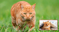 ¿Por qué los gatos naranjas son tan especiales? Los científicos explican su rara genética única
