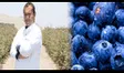 El ingeniero peruano que convirtió al Perú en el mayor productor de arándanos del mundo: solo invirtió S/1.000