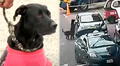 Mujer abandona a perrita y su cría en plena pista en San Miguel: cámaras captan el cruel acto