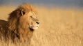 León mata a turista que salió de su carpa para ir al baño en un safari de lujo en Namibia: animal fue sacrificado