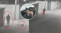 Acusan a pareja por estrangular a perrita en su vivienda en Tacna