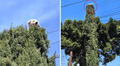 Perrito trepó a la cima de un árbol de 5 metros y sorprende a todos: “En su otra vida era gato”