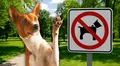 En 18 ciudades de este país se prohíbe pasear perros y tocarlos es símbolo de suciedad: “Una amenaza para la salud, la paz y la comodidad”