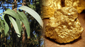 Científicos descubrieron que un árbol muy común en el mundo extrae el oro del suelo hasta las hojas