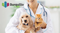 Surquillo lanza campaña veterinaria gratuita para perros y gatos: ¿Qué servicios ofrecerán el 14 de junio?