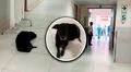 Perrito espera a su dueña en el hospital María Auxiliadora de SJM, pero joven falleció: piden adoptarlo