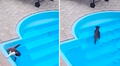 Gato curioso se cae en la piscina y parece que se ahoga: recuerda que sabe nadar y sale tranquilo