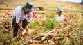 Poemas por el Día del Campesino para niños: poesías fáciles para recitar en el colegio