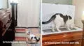 Gatito conmueve en pleno velorio al subir e intentar ingresar al ataúd de su dueña fallecida