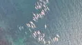 Científicos revelaron los 2 animales marinos que se adaptaron tanto en el océano y ya no podrán volver a tierra