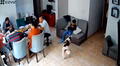 Perrito sorprende al ladrar con desesperación antes de temblor de 6,1 en Lima, pero su familia no le hizo caso: “¿Predijo el sismo?”