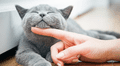 Descubre qué dice la psicología de las personas que aman a los gatos: características y rasgos únicos