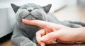 Descubre qué dice la psicología de las personas que aman a los gatos: características y rasgos únicos