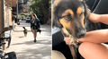 Una mochilera británica salvó la vida de un perro en Perú después de recaudar más de US$20.000: ''Vi cómo lo pisoteaban''