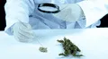 Estudio científico sugiere que el consumo de marihuana aumenta hasta 6 veces los riegos de sufrir un ataque cardíaco y ACV