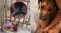 Mujer ofrece refugio privado para animales en Comas, pero es captada agrediéndolos: exigen rescate de mascotas