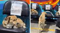 Agencia peruana de buses dedica espacio exclusivo para perros callejeros, protegiéndolos de la lluvia: "Un gesto de amor"