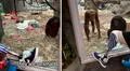 Chimpancé se sorprende al ver la pierna protésica de hombre: llama a sus amigos para que la observen también