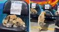Agencia peruana de buses dedica espacio exclusivo para perros callejeros, protegiéndolos de la lluvia: "Un gesto de amor"