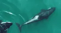 Científicos graban por primera a un grupo de orcas usando una herramienta para sus rutinas de belleza