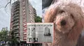 El perro caniche que cayó del piso 13 de un edificio en Argentina y provocó la muerte de tres personas