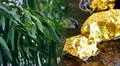 Científicos descubren que un árbol muy común en el mundo es capaz de extraer el oro del suelo y acumularlo en sus hojas y ramas