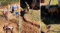 Perrito que 'trabaja' como ayudante en construcción causa ternura en redes: "Súbanle el sueldo"