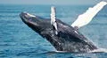 Miles de ballenas llegan al mar peruano en asombroso espectáculo desde Chile y la Antártida: ¿en dónde verlas?