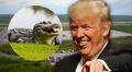 ¿Qué es 'Alligator Alcatraz'? Trump aprueba una temida prisión para inmigrantes rodeada de cocodrilos en EEUU