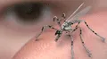 China desarrolla un minidron espía del tamaño de un mosquito: puede infiltrarse en misiones secretas sin ser detectado