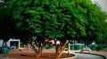 Este es el árbol con la madera más fuerte del mundo y está ubicado en América Latina: lleva siglos de antigüedad