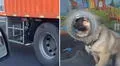 Camionero adapta su unidad para viajar con sus mascotas y es furor en redes: "Lleva carga valiosa"