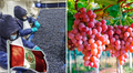 Perú crece y se posiciona dentro del top 10 exportadores de frutas en el mundo: arándanos son los preferidos en EE. UU., según Fluctuante
