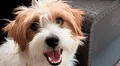 Hombre asesina al perro de asistencia de una niña con epilepsia en Argentina y amenaza de muerte al resto de su familia