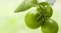 Las hojas de limón se posicionan como alternativa natural para aliviar dolencias comunes